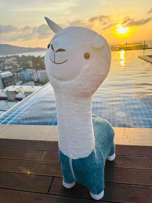 Alpaca Sky View *